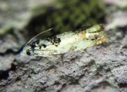 Eucosma campoliliana