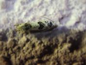 Eucosma campoliliana