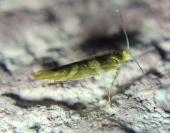 Argyresthia goedartella