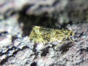 Celypha lacunana