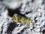 Celypha lacunana