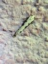 Ethmia bipunctella