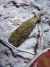 Pexicopia malvella