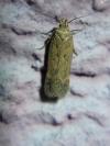 Pexicopia malvella