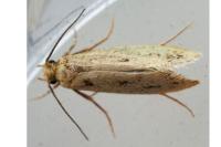 Anomalotinea liguriella