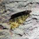 Celypha rivulana