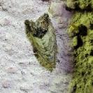 Cydia splendana