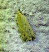 Dichomeris limosella