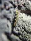 Argyresthia goedartella