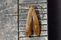 Haplochrois ochraceella