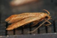 Haplochrois ochraceella