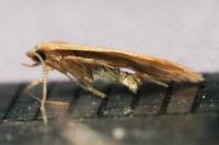 Haplochrois ochraceella