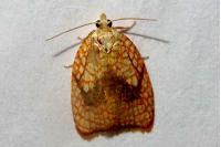 Acleris forsskaleana