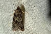 Cnephasia