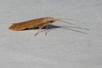 Coleophora