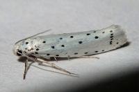 Yponomeuta