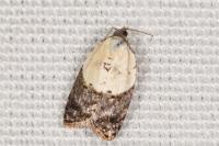 Acleris variegana