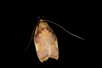 Carcina quercana