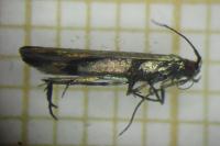 Coleophora alcyonipennella