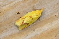 Agapeta hamana