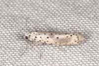 Yponomeuta irrorella