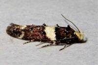 Recurvaria leucatella