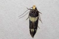Recurvaria leucatella