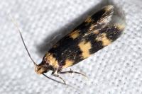 Oegoconia