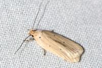 Agonopterix pallorella
