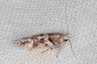 Recurvaria nanella
