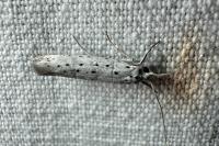 Yponomeuta