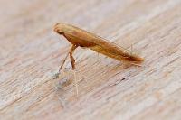 Caloptilia fribergensis