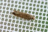Bryotropha terrella