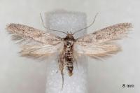 Blastobasis phycidella