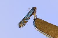 Phyllonorycter rajella