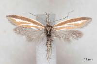 Pleurota tabelli