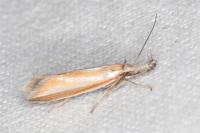 Pleurota tabelli