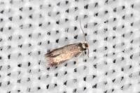 Stigmella basiguttella