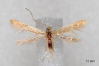 Coleophora flavipennella