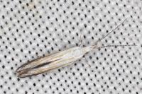 Coleophora zelleriella