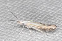 Coleophora zelleriella