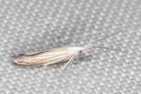 Coleophora zelleriella