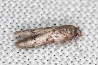 Blastobasis glandulella