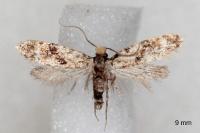 Nemapogon ruricolellus