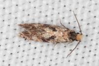 Nemapogon ruricolellus