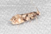 Nemapogon ruricolellus
