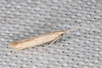 Coleophora taeniipennella