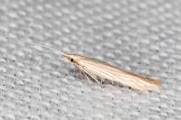 Coleophora taeniipennella