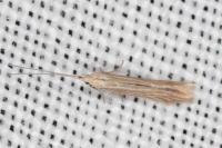 Coleophora taeniipennella