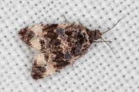 Endothenia marginana